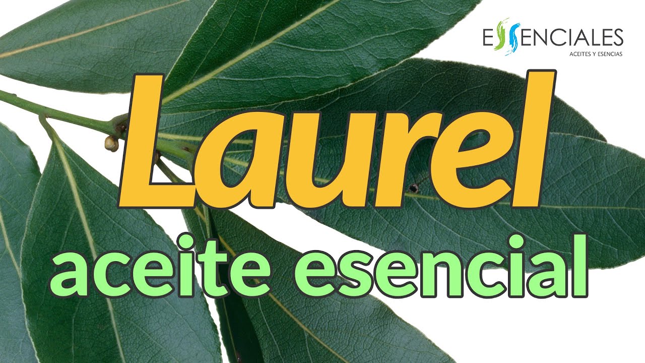 Aceite de laurel: el aliado perfecto para el cuidado facial