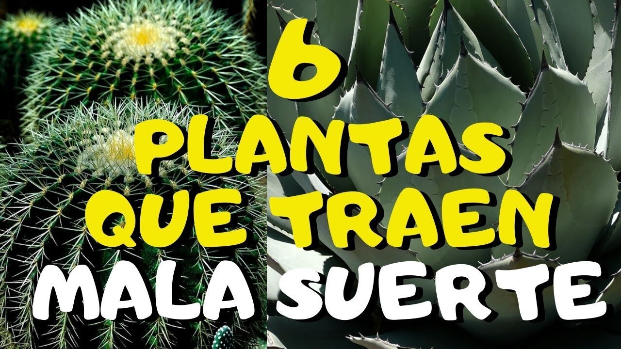 Plantas que debes evitar tener en casa por traer mala suerte