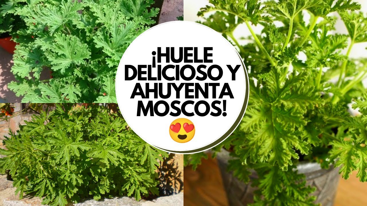 Aprende cómo cuidar tu planta de citronela para aprovechar sus beneficios