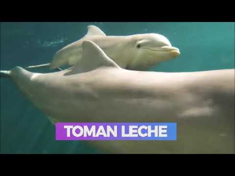 La alimentación de las crías de delfines: lo que debes saber