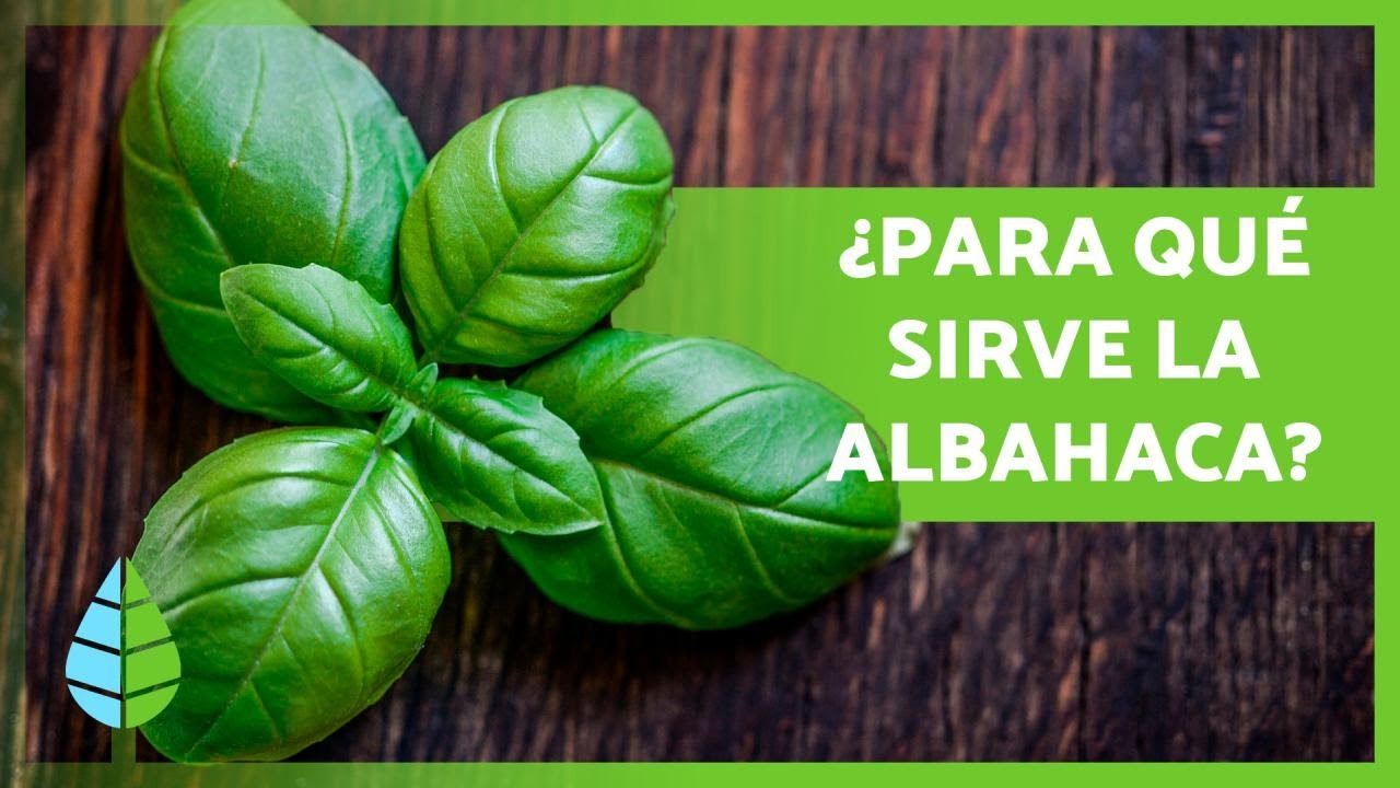 Beneficios asombrosos de un baño de albahaca en tu rutina de belleza