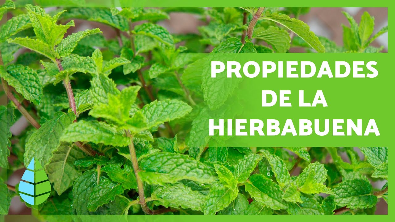 Hierbabuena o manzanilla: tés para cuidar tu estómago