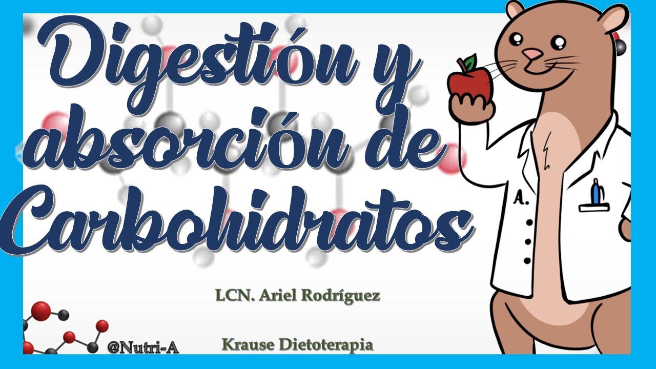 Proceso de digestión de los carbohidratos en el cuerpo