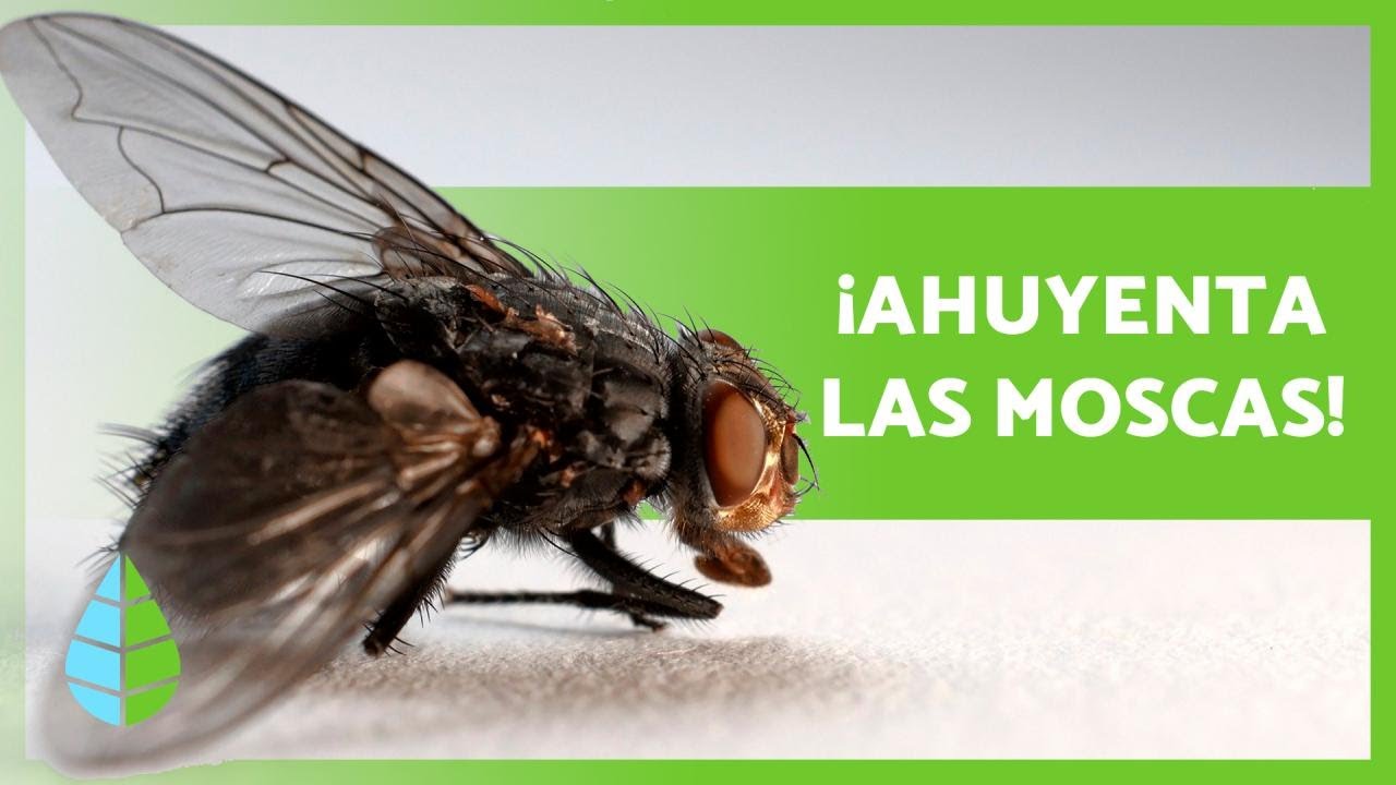 Remedios naturales efectivos para ahuyentar las moscas