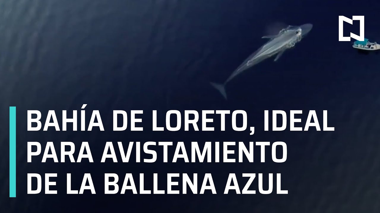 Los preocupantes casos de la Ballena Azul en México