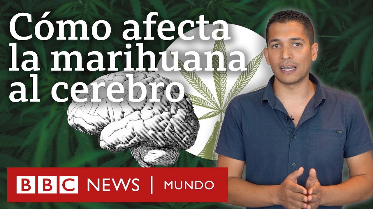 el cbd afecta a la memoria