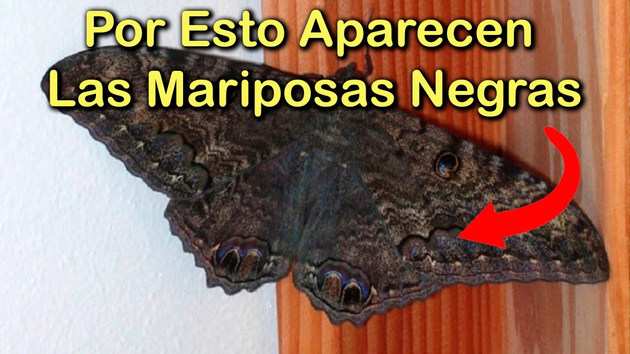 Cómo liberar una mariposa negra de tu hogar
