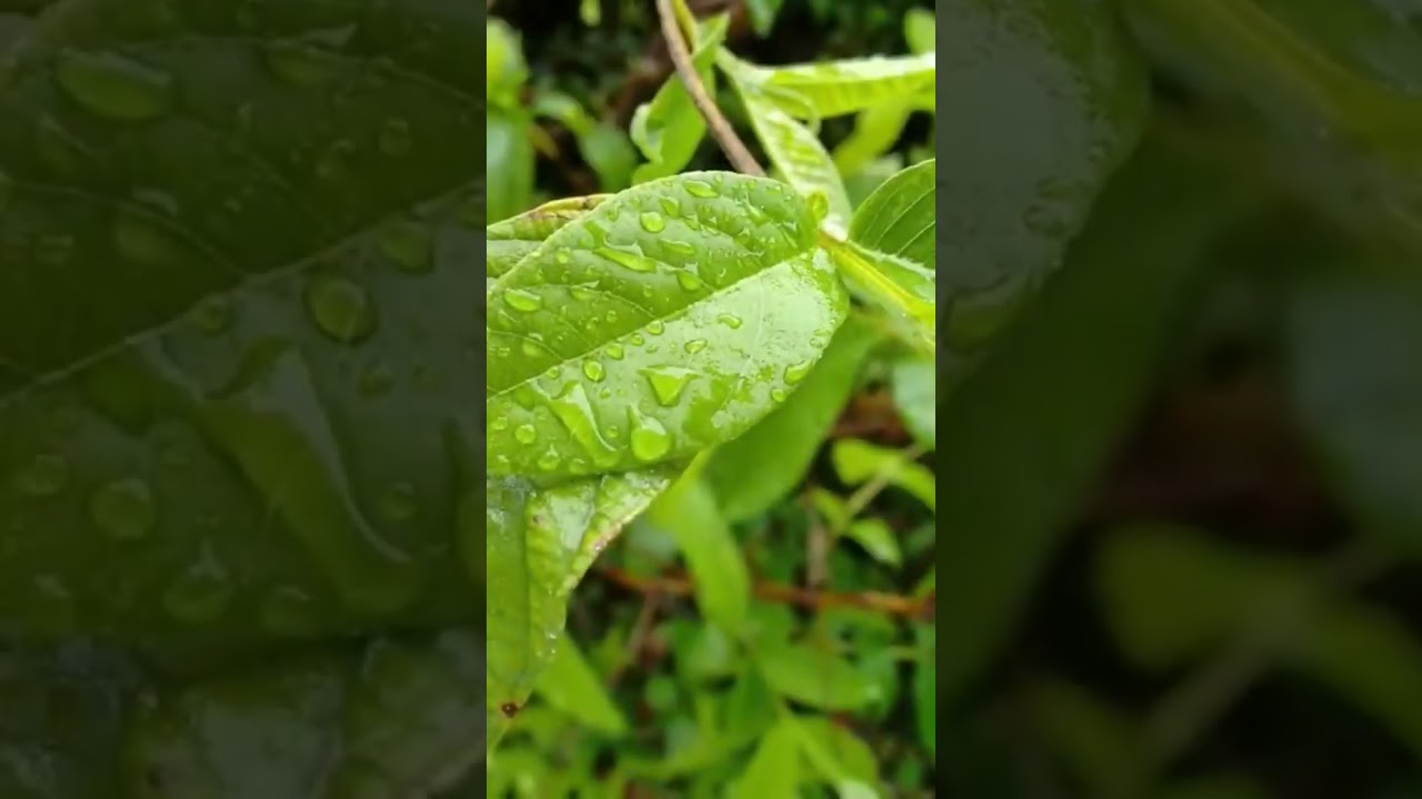 Descubre los beneficios del té de guayaba para la colitis