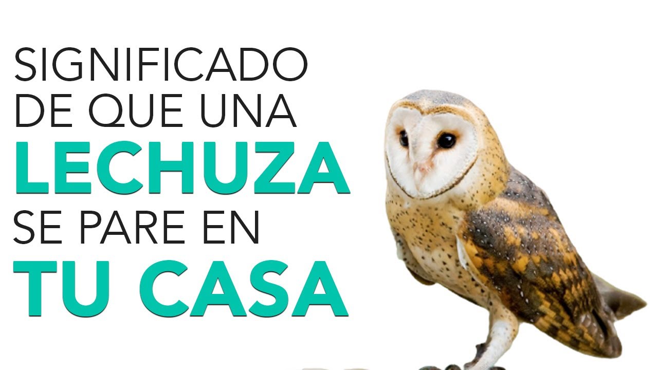 El misterio detrás de una lechuza que se posa en tu casa