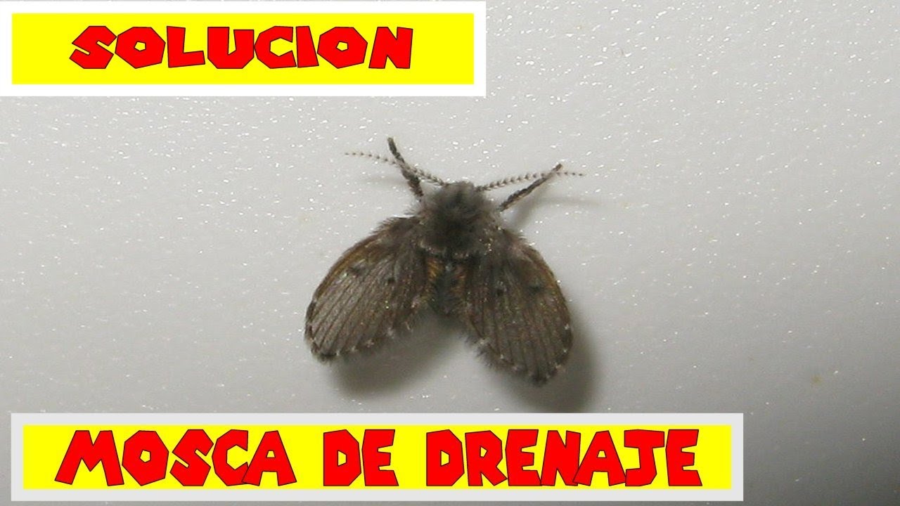 Tips efectivos para combatir los molestos bichos de la humedad