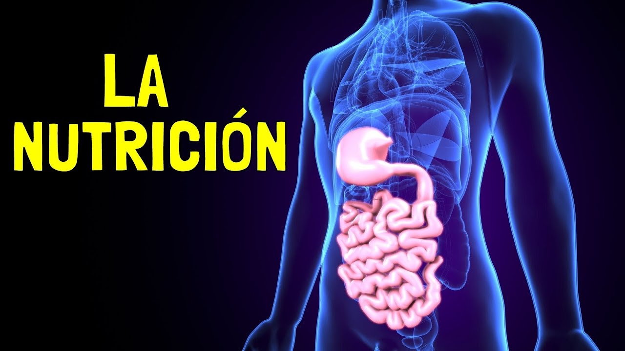 esquema de los nutrientes y sus funciones