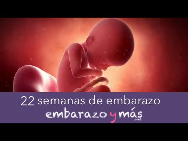 feto de 22 semanas peso y tamaño