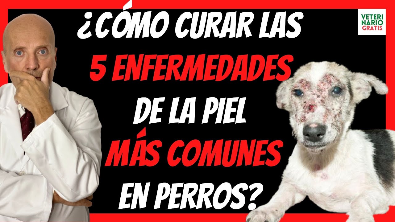 infeccion en la piel en perros