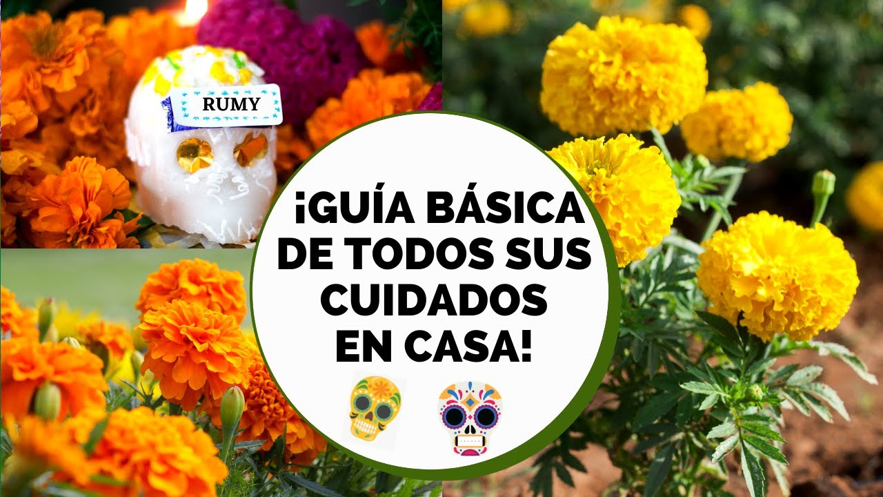 Cómo cuidar una planta de cempasúchil: consejos prácticos