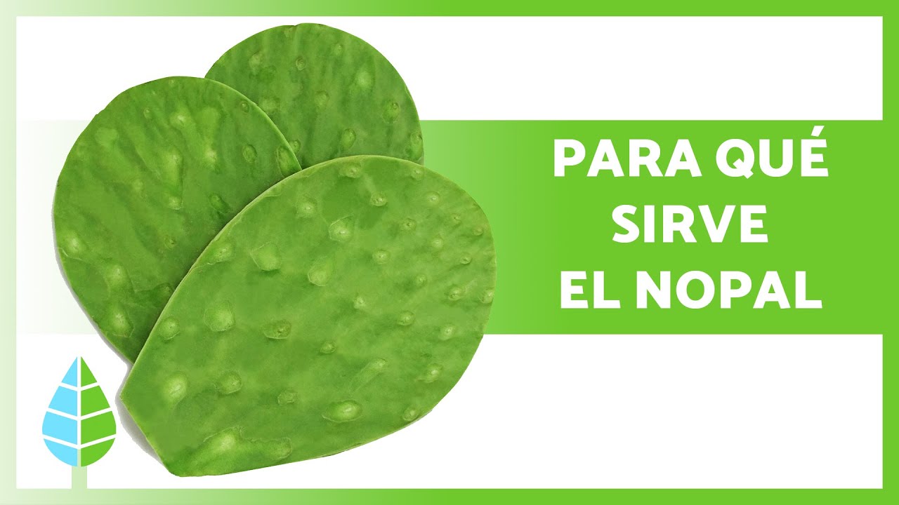 Descubre las propiedades del agua de nopal hervido