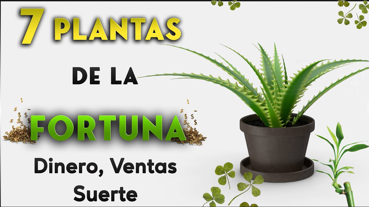 Flores para la buena suerte y fortuna