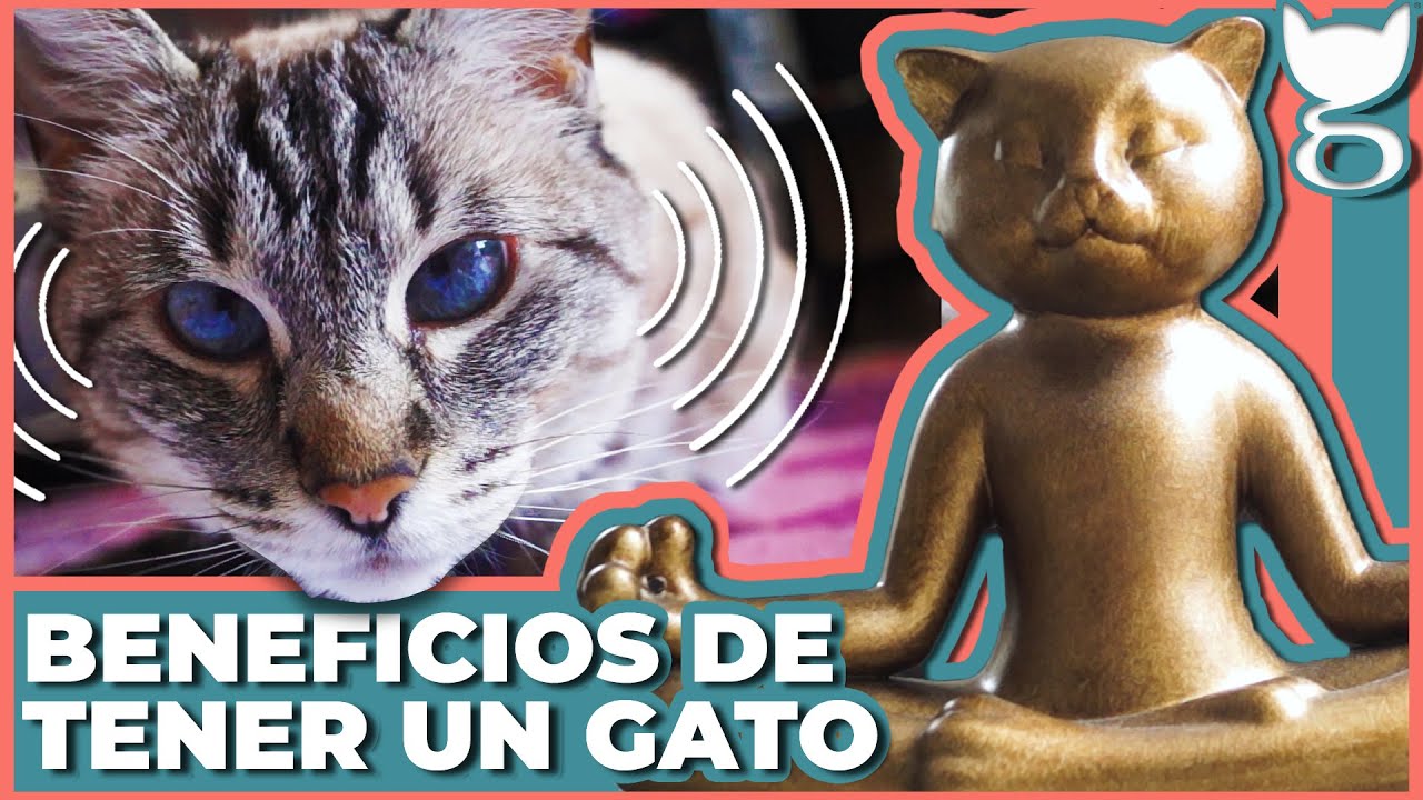 Los beneficios de tener un gato en casa: descúbrelos aquí