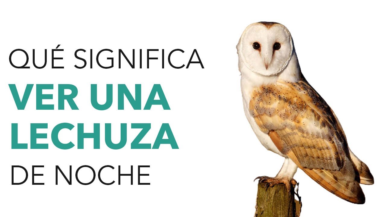 Qué significa ver una lechuza durante la noche