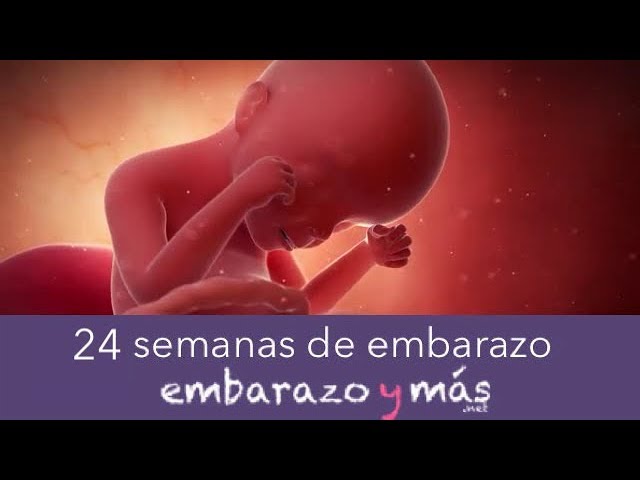 cuanto pesa un feto de 24 semanas